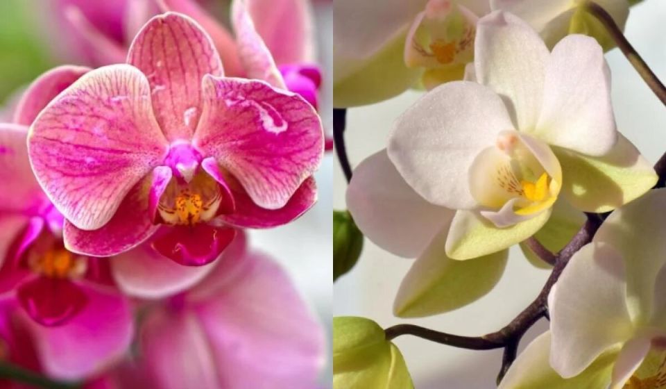 ������� ������ �������: ��� �������� �������� �� ������ ����