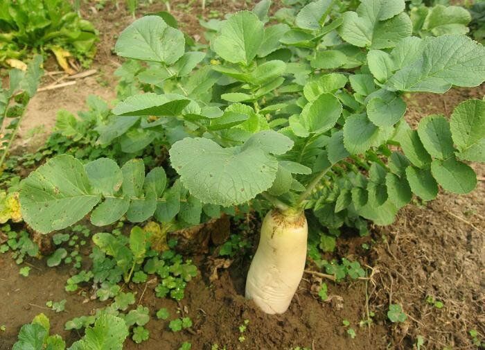 ��� ��������� ������ ������: ������ � ������������