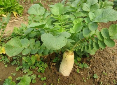 ��� ��������� ������ ������: ������ � ������������