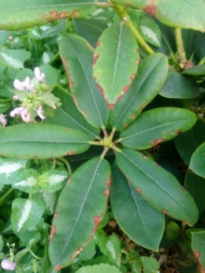 ������ ���� ������� ������������ ���������� �������?