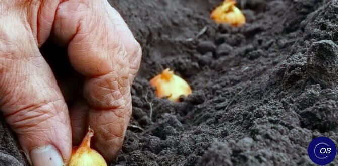 Почему стоит попробовать подзимний посев лука