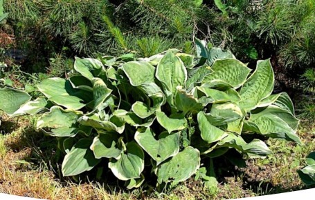 ��� ������� ����� ����� �������� ��� ���: ������� ������� �����