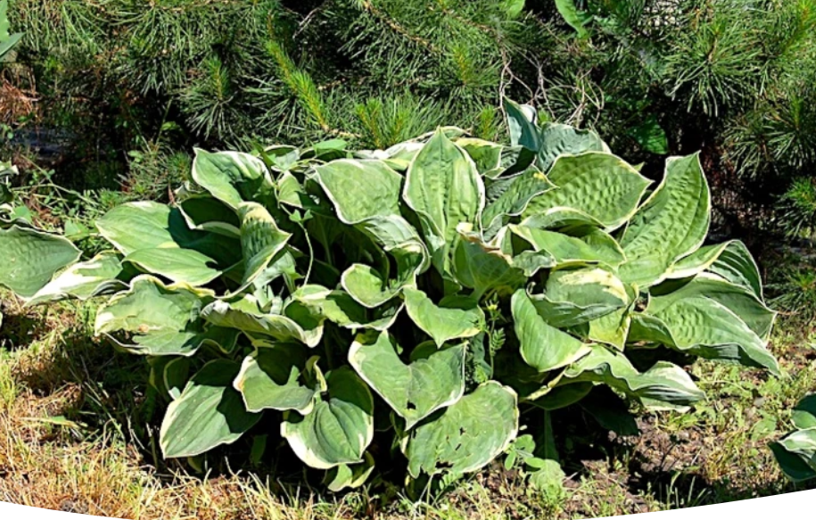 Как посадка хосты может изменить ваш сад: простые секреты ухода