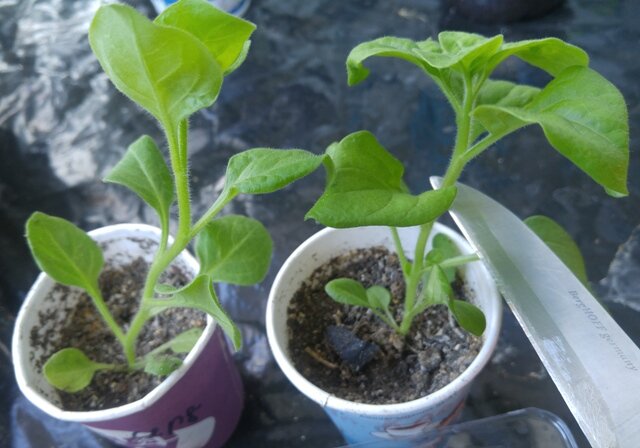 Как просто удвоить рассаду петунии с помощью черенкования