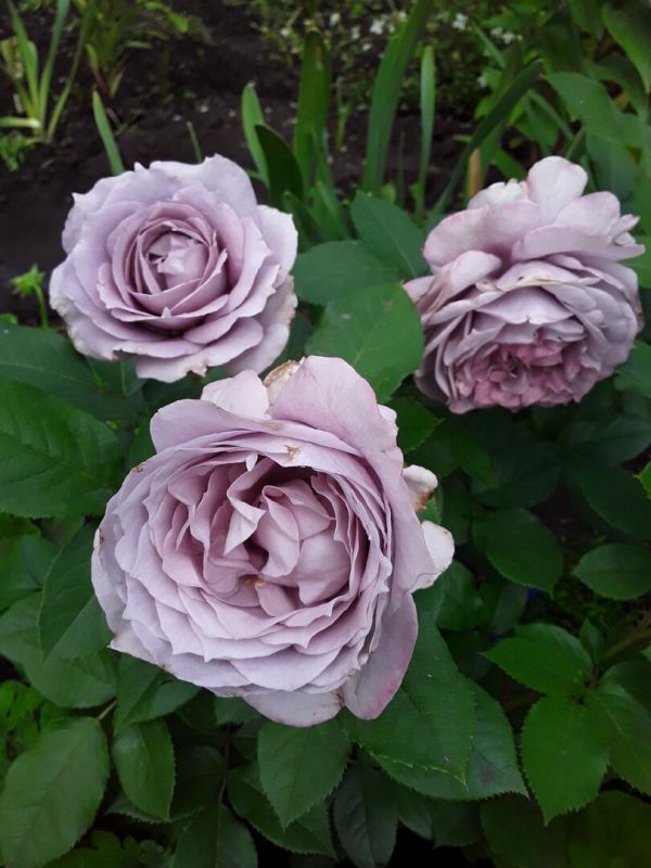 ������������ ��� ������� ���: ��� ��������� ������� � ����� ����