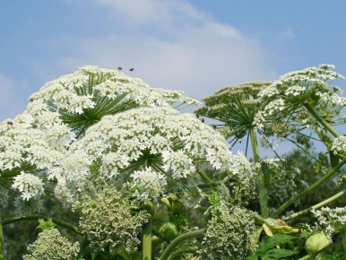 ������� ������ �� ������ �������� ����������� ���������� �����