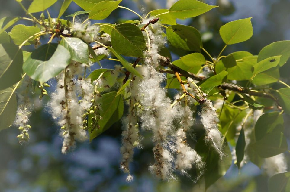 ������������ �������: ������������� ��� ����