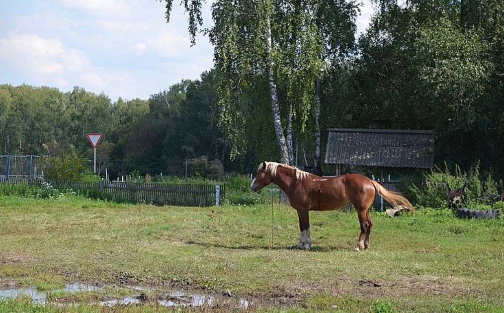 В Орловской области выросло количество лошадей