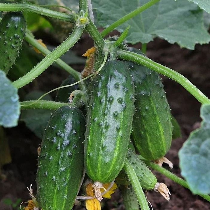 ������ ������ ����� ������� � ��� ����� ��������: ������ ��������