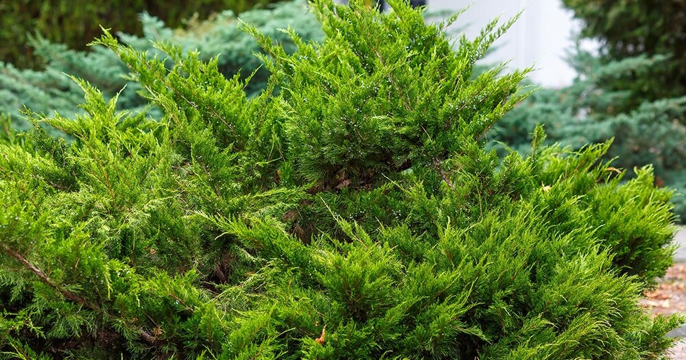 Тайны можжевельника: великолепные сорта для вашего сада