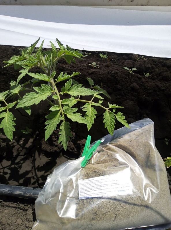 ��� ������ ���� ������ �������� ������ � ����� �������