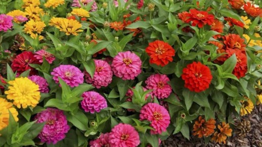 Как вырастить махровые циннии без пересадки: советы опытных садоводов