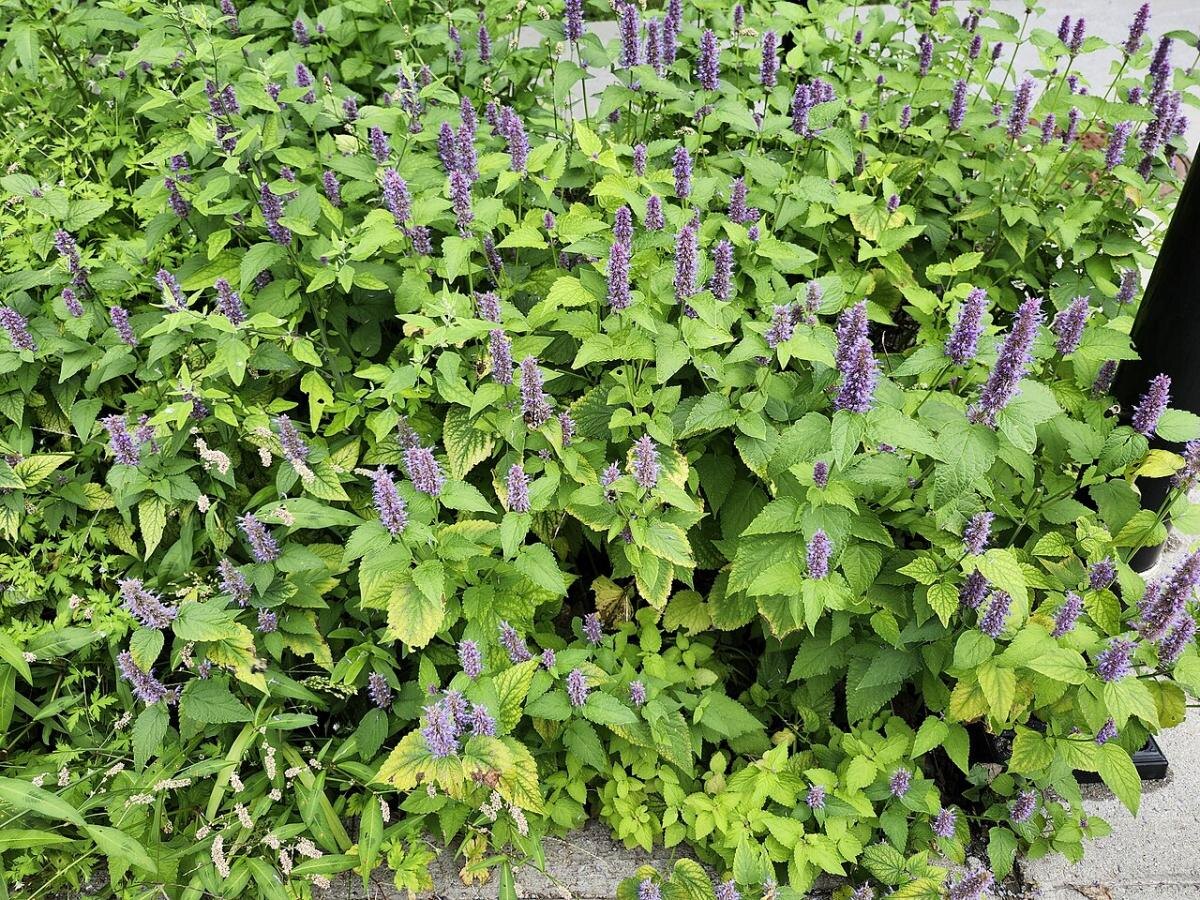 Лофант: травяное чудо для вашего сада и кухни