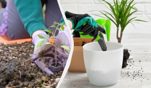 Что сажать в декабре: подробный посевной календарь для дачников