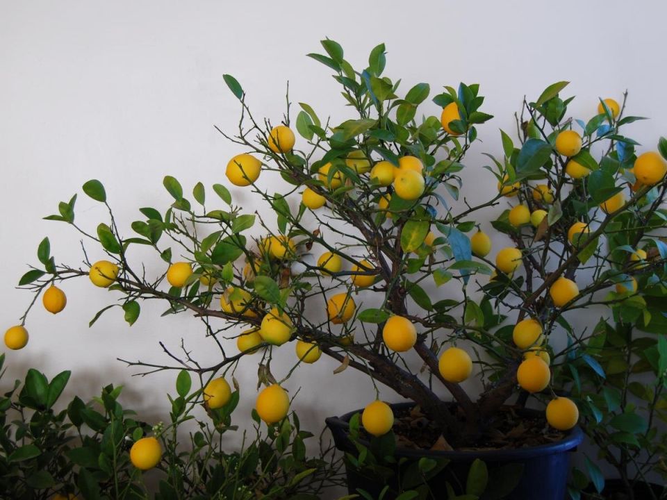 �������� ������: ������ ����� ��� ��������� ���� � ��� ��� ������