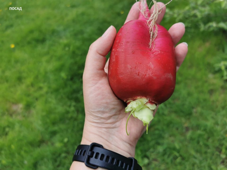 ��� ������� ������� ������� ������� � �������� �������