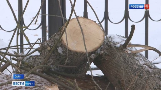 В Орле вынесли приговор сотням деревьев