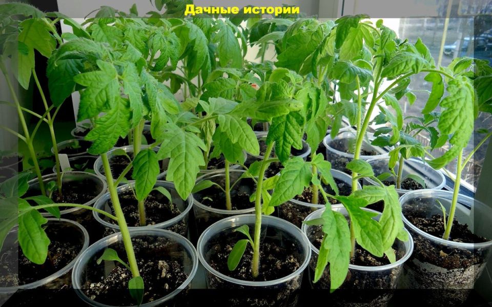 ��� �������� ������� �� ���������� � ������� ��������� �������