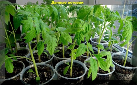 ��� �������� ������� �� ���������� � ������� ��������� �������