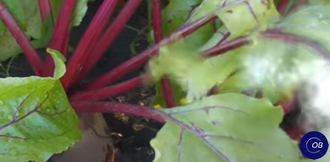 ��� �������� ����� �� �������� � �������� ������