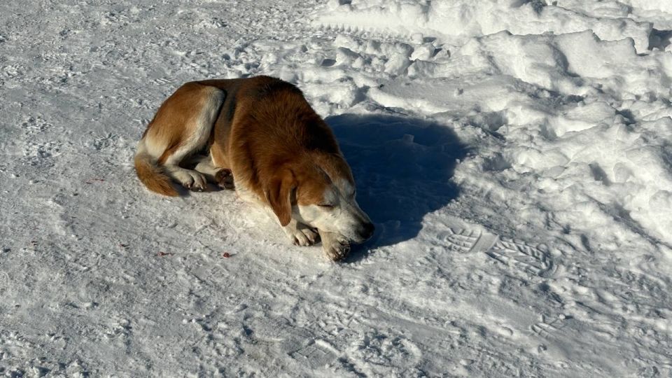 � ���� ���� ����� ������ �� ��������� �������