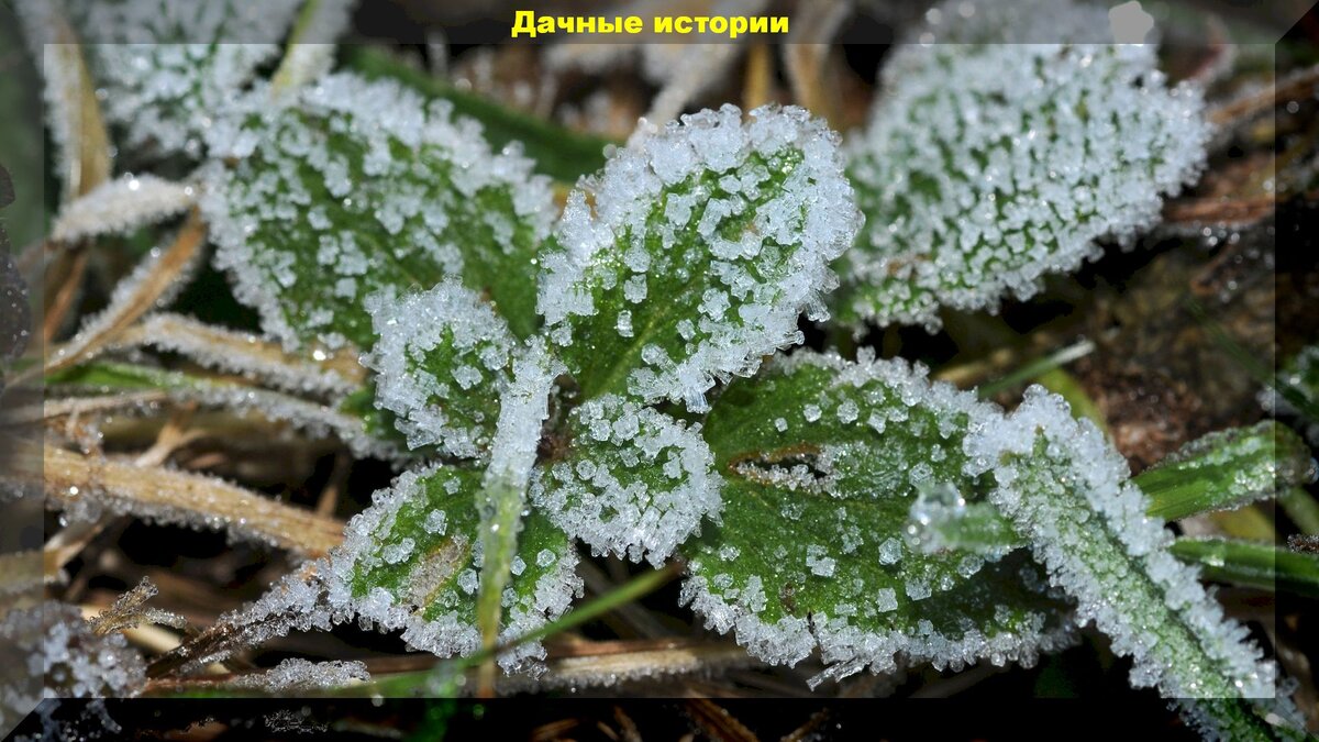 Как помочь растениям пережить заморозки: секреты использования янтарной кислоты