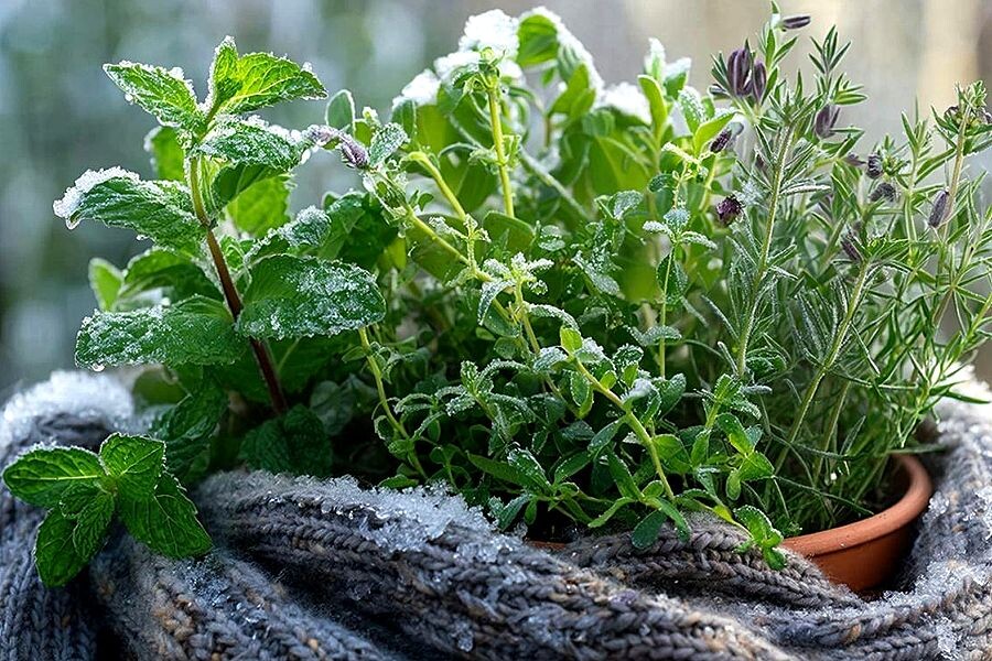 Пряные травы, которые выживут зимой: 5 морозостойких вариантов для вашего сада