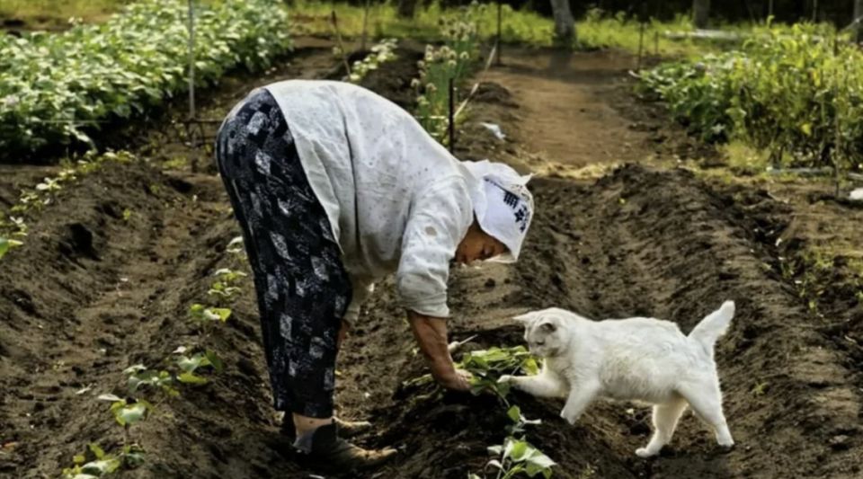 ������ ������ � ���� �������� ������� � �������