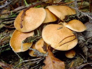 ������: �����������������, �� ��������� ���� �������