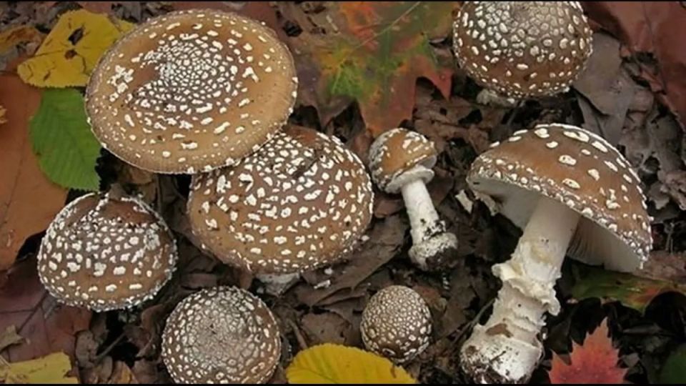 ������� ����� ������: ��� ����� ����� ���������