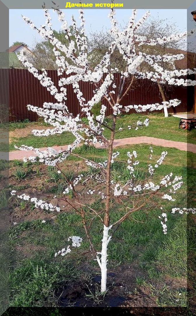 Уход за косточковыми весной: секреты здоровья и урожайности