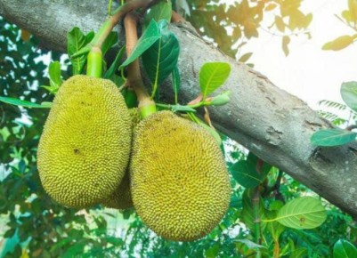 В Индии выявили самый огромный фрукт на планете, его вес поразителен