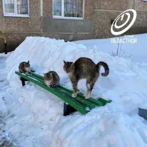 ��������� ���� ��� ��������� ����������� �����