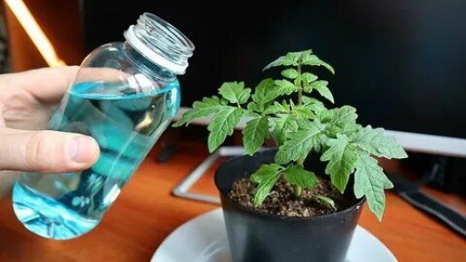 Магний в заботе о растениях: тайный ключ к успешному урожаю томатов