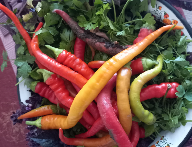 Как спасти растения от фитофтороза: эффективные советы для огородников