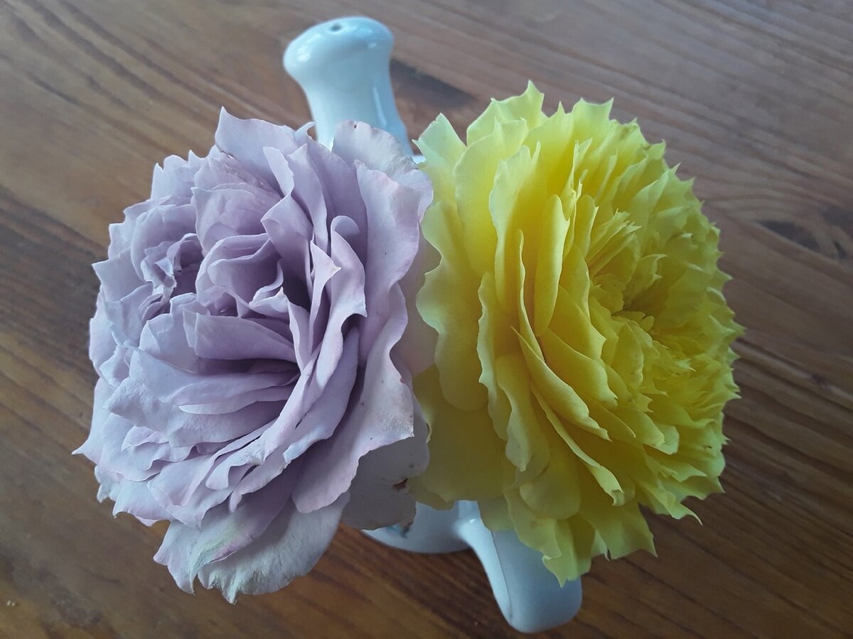 Идеальные сочетания роз: как создать гармонию в саду