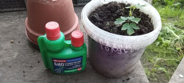 �������� ������ ������������ ���������� � �������� ��� ���������� �����