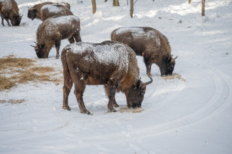 Тишина зимнего леса, скрип снега под ногами… и вдруг — движение среди деревьев Тишина зимнего леса, скрип снега под ногами… и вдруг — движение среди деревьев