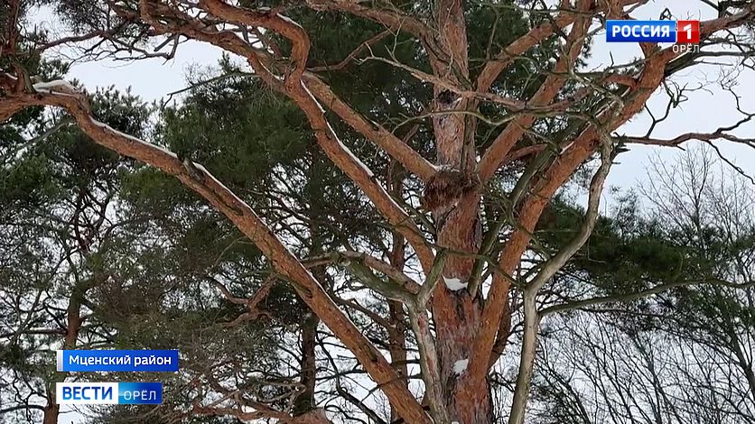 Сосна в парке Шеншиных пополнила реестр старовозрастных деревьев России