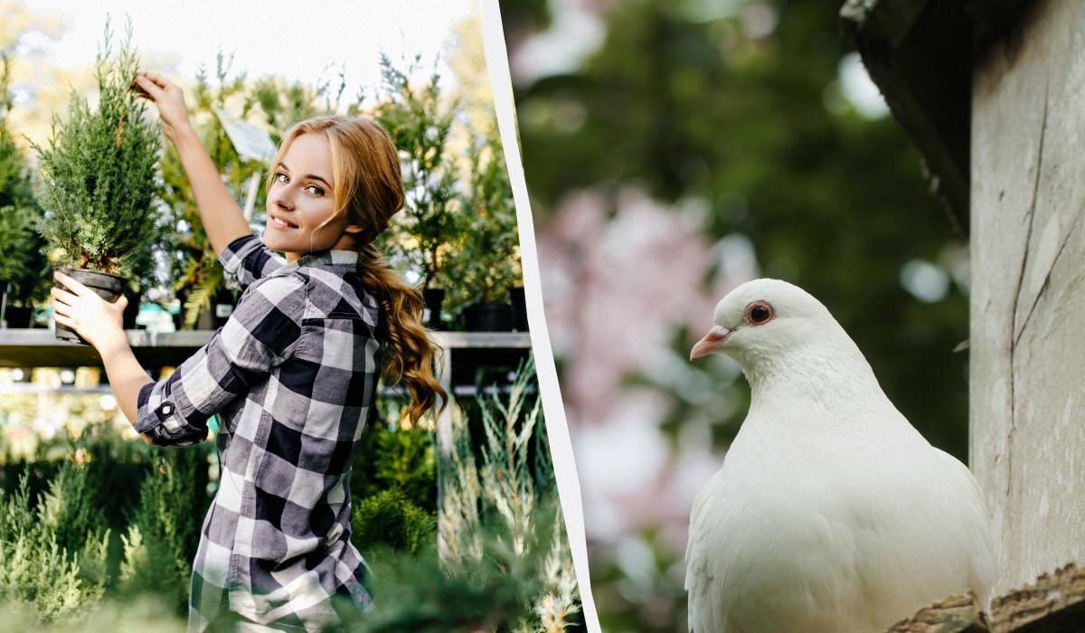 Как отпугнуть голубей с вашего огорода: секретные растения