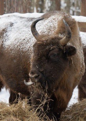 Тишина зимнего леса, скрип снега под ногами… и вдруг — движение среди деревьев