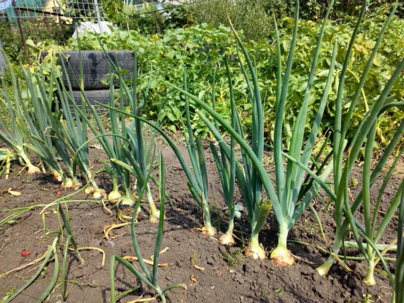 Удивительная история о саморазмножающемся луке