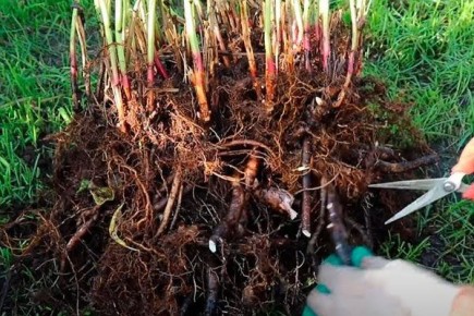 Советы по делению и пересадке пионов: секреты успешного укоренения