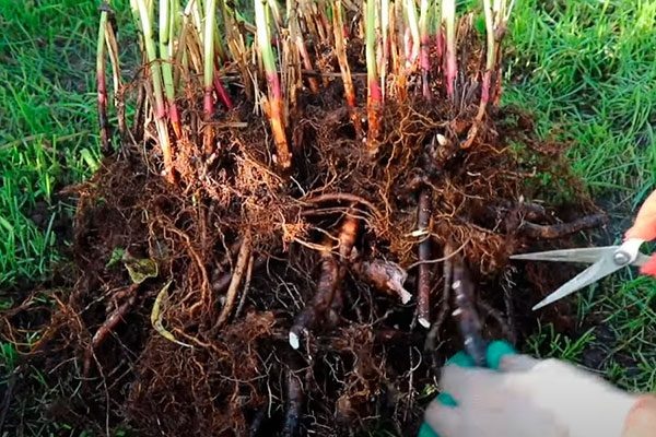 Советы по делению и пересадке пионов: секреты успешного укоренения