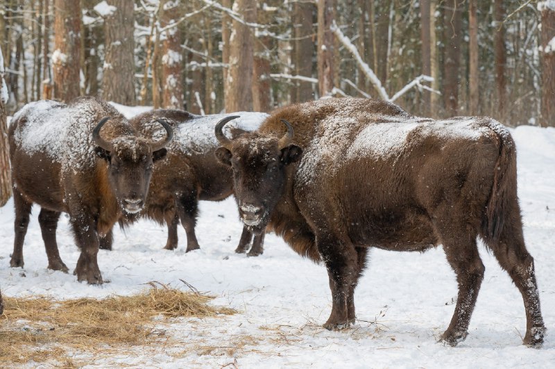 Тишина зимнего леса, скрип снега под ногами… и вдруг — движение среди деревьев Тишина зимнего леса, скрип снега под ногами… и вдруг — движение среди деревьев