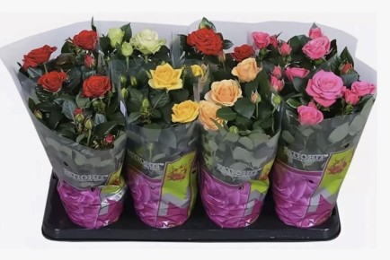 ����� �� ���������� ��������� ���� � �������� ����� � ��������� �� �� ����?