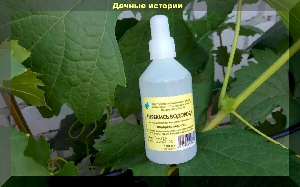 Почему перекись водорода не лучший выбор для вашего дачного участка