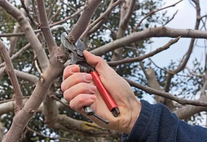 Весенние горизонты: о том, как правильно обрезать яблони