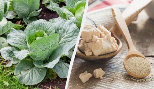 Как добиться арбузного размера капусты: секреты дрожжевой подкормки