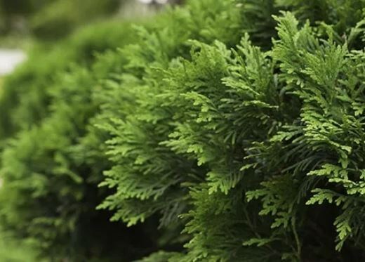 Как сохранить туи в жару: советы по уходу за хвойной красавицей